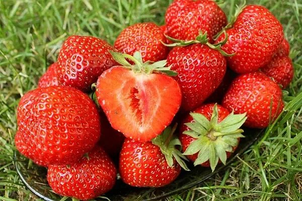 Клубника пандора фото описание Земляника садовая "Пандора" (поздняя): купить саженцы в Москве - Ромашкино Парк