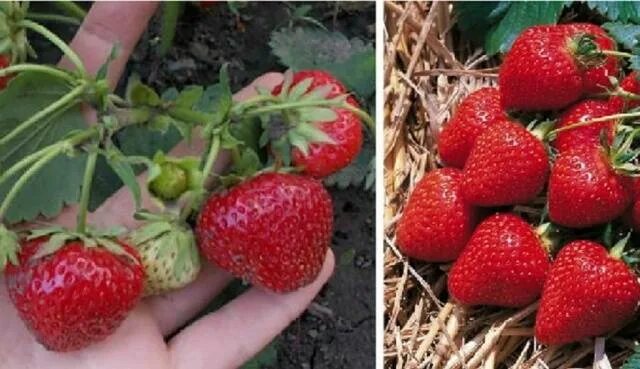 Клубника пегас описание сорта фото отзывы садоводов Клубника пегас описание сорта Фитостудия-63.ру