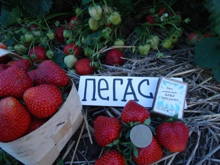 Клубника пегас описание сорта фото отзывы садоводов Пегас сорт клубники Strawberry, Fruit