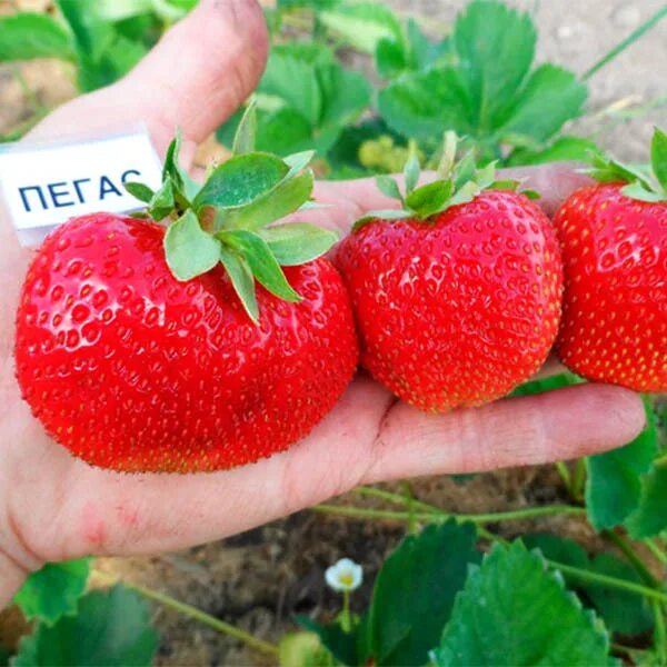 Клубника пегас описание сорта фото отзывы садоводов Клубника Пегас купить саженцы в интернет магазине Сады-Эдема