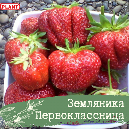 Клубника первоклассница описание фото отзывы садоводов Рассада Земляники