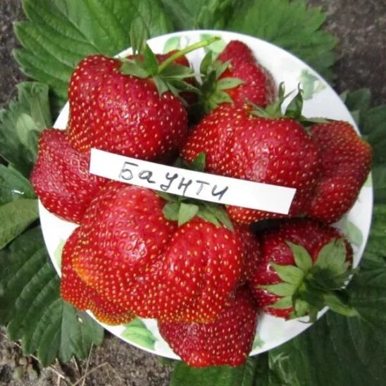 Клубника первоклассница описание фото отзывы садоводов Самые вкусные, самые современные и перспективные... - Людмила Крылова (Гончарова