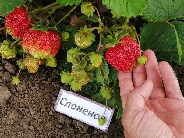 Клубника первоклассница описание фото отзывы садоводов Слоненок - крупноплодный морозостойкий сорт садовой неремонтантной клубники. Неп
