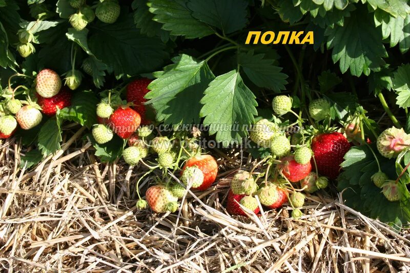 Клубника полка фото Полка - Средние сорта - Земляника садовая - Продукция - Opitomnik.ru