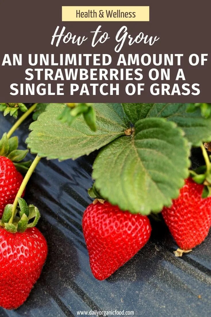 Клубника полка фото How To Grow an Unlimited Amount of Strawberries on a Single Patch of Grass Cleve
