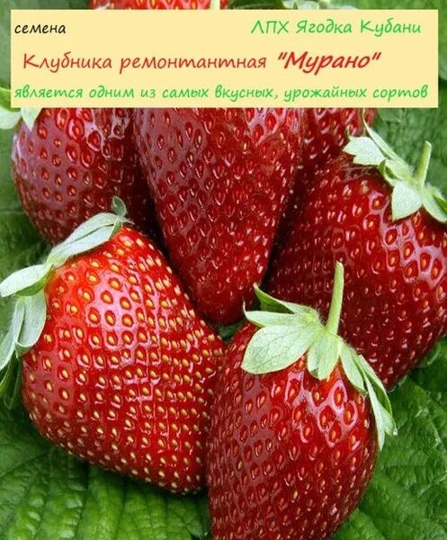 Клубника ремонтантная мурано описание сорта фото Клубника ЛПХ Ягодка Кубани Клубника "Мурано" 30 шт. сбор 2023г - купить по выгод