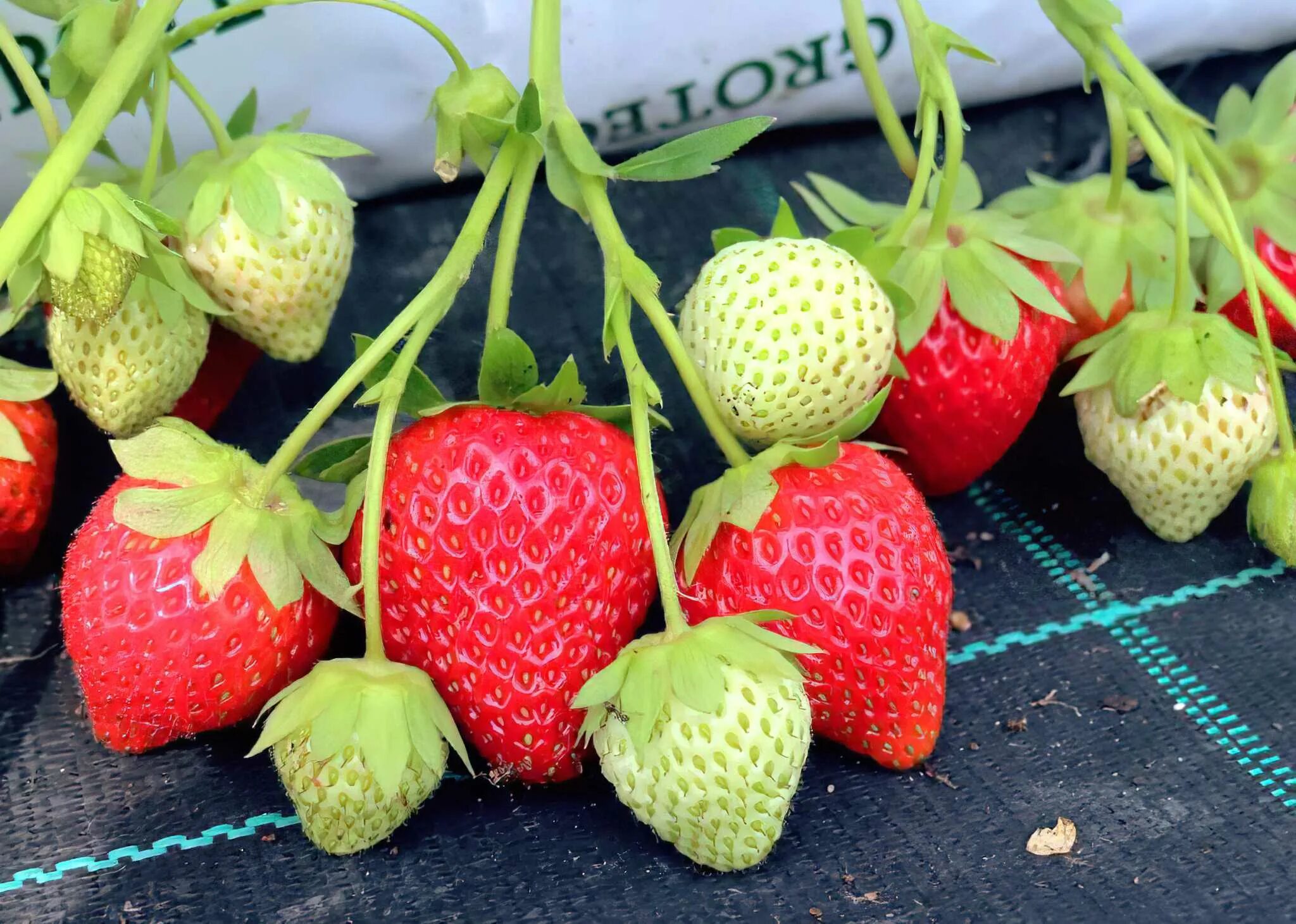 Клубника ремонтантные сорта фото отзывы Клубника Аня Strawberry Ania - купить саженцы ягодных культур с доставкой по Укр
