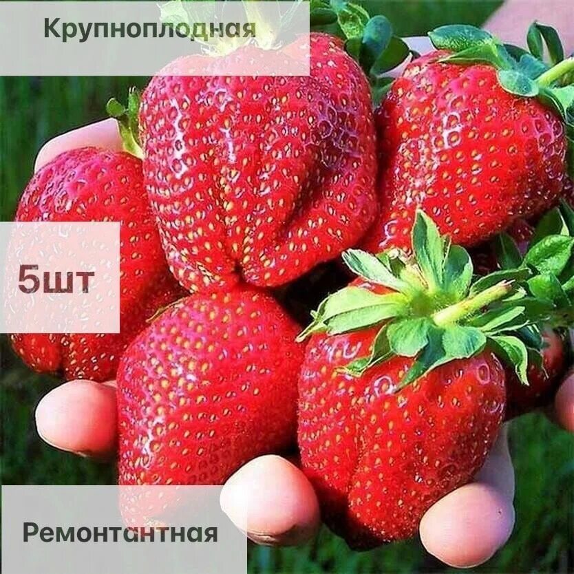 Клубника ремонтантные сорта фото отзывы Клубника Сельва 6 шт - купить с доставкой по выгодным ценам в интернет-магазине 