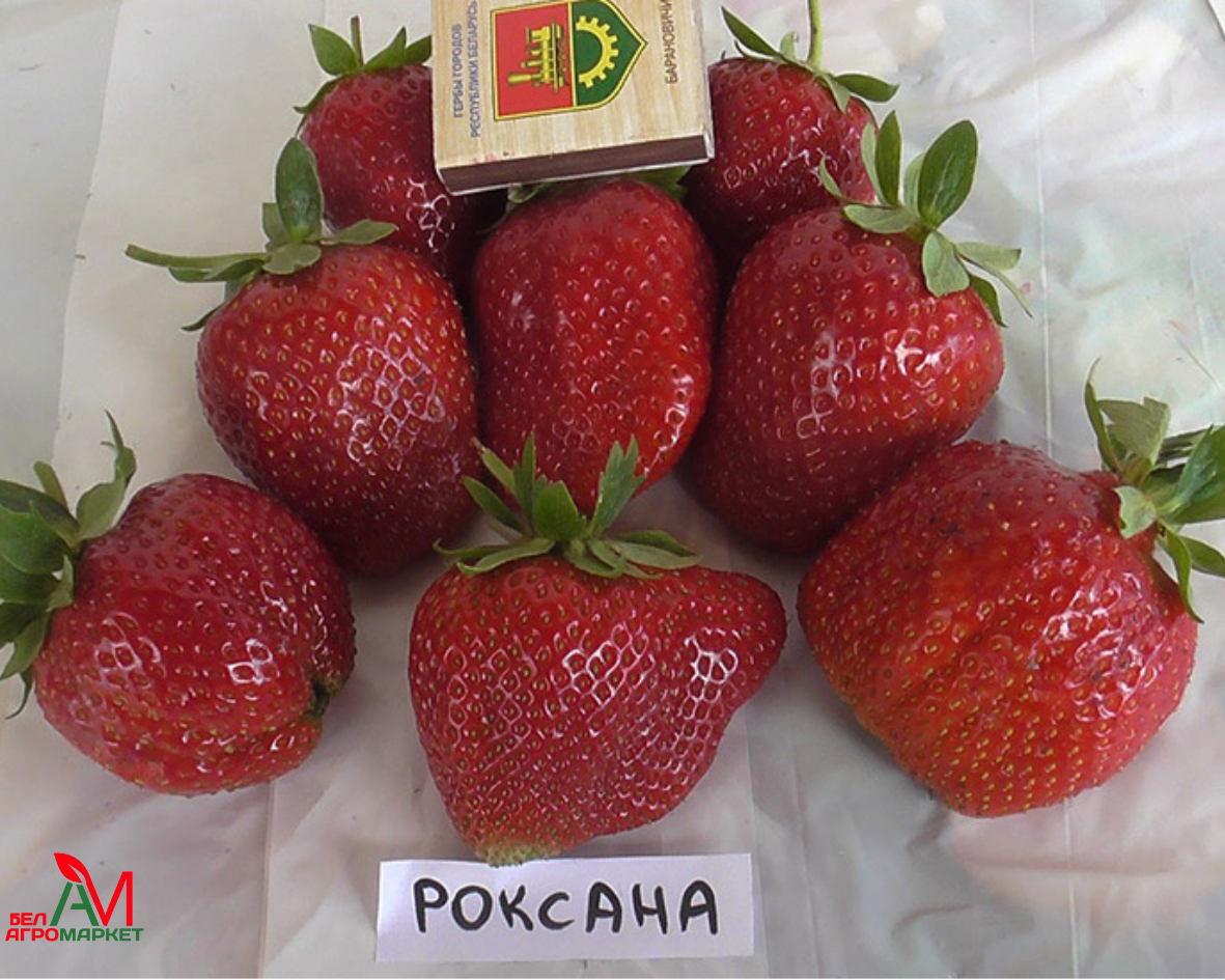 Клубника роксана фото отзывы садоводов Клубника "Роксана" - БелАгро Маркет