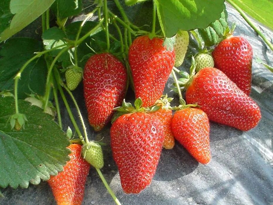 Клубника роксана фото отзывы садоводов Купить саженцы Земляника Роксана в Москве и РФ. Описание сорта. Пункты самовывоз