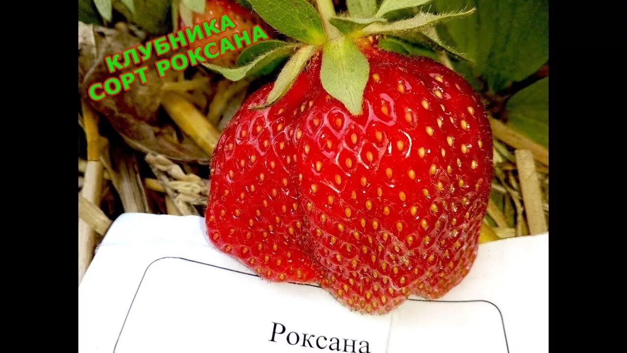 Клубника роксана фото отзывы садоводов Клубника сорт Роксана (созревание) - YouTube