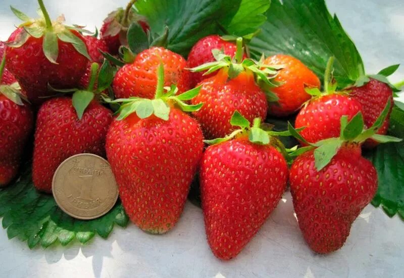 Клубника роксана фото отзывы садоводов ✅ Meya Strawberry: variety description and characteristics, planting and cultiva