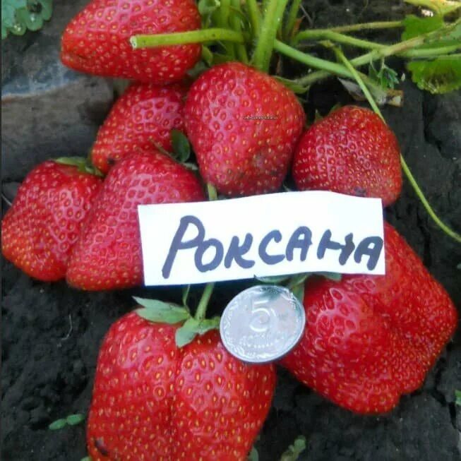 Клубника роксана фото отзывы садоводов Клубника незнакомка - купить по низкой цене на Яндекс Маркете