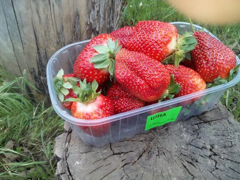 Клубника роксана фото отзывы садоводов Сорт земляники Роксана: Красота и вкус в фотографиях Планета земля Фотогалерея п