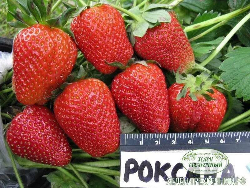 Клубника роксана фото отзывы садоводов Садовая земляника Роксана: Фото подборка Планета земля Фотогалерея природы на di