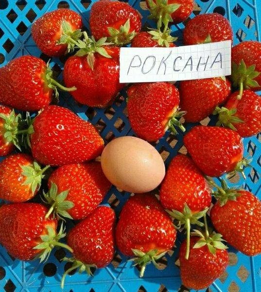 Клубника роксана фото отзывы садоводов Рассада клубники "Роксана" - купить в Жуковском, цена 80 руб., продано 22 мая 20