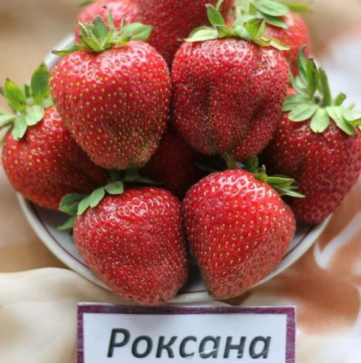 Клубника роксана фото отзывы садоводов Клубника "Роксана": описание сорта, фото, отзывы