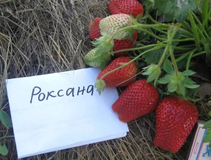 Клубника роксана фото отзывы садоводов Земляника Элиани