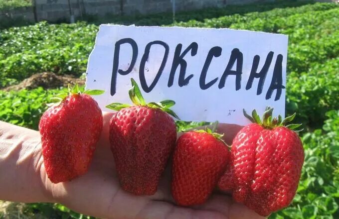 Клубника роксана фото отзывы садоводов Роксана Саженцы клубники. Плодово-ягодные луковицы, рассада и саженцы