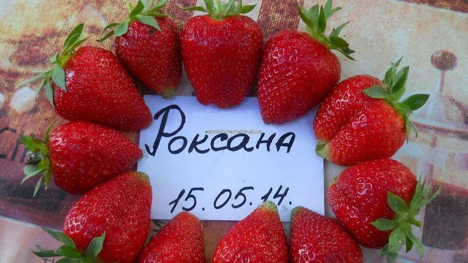Клубника роксана фото отзывы садоводов Клубника сорт роксана - описание, посадка, уход, отзывы