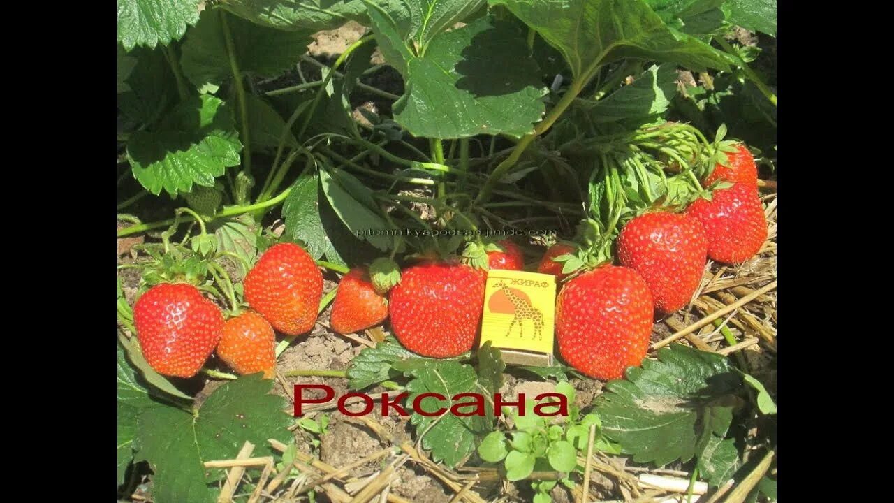 Клубника роксана фото отзывы садоводов Роксана- сорт клубники купить саженцы клубники в Беларуси - YouTube