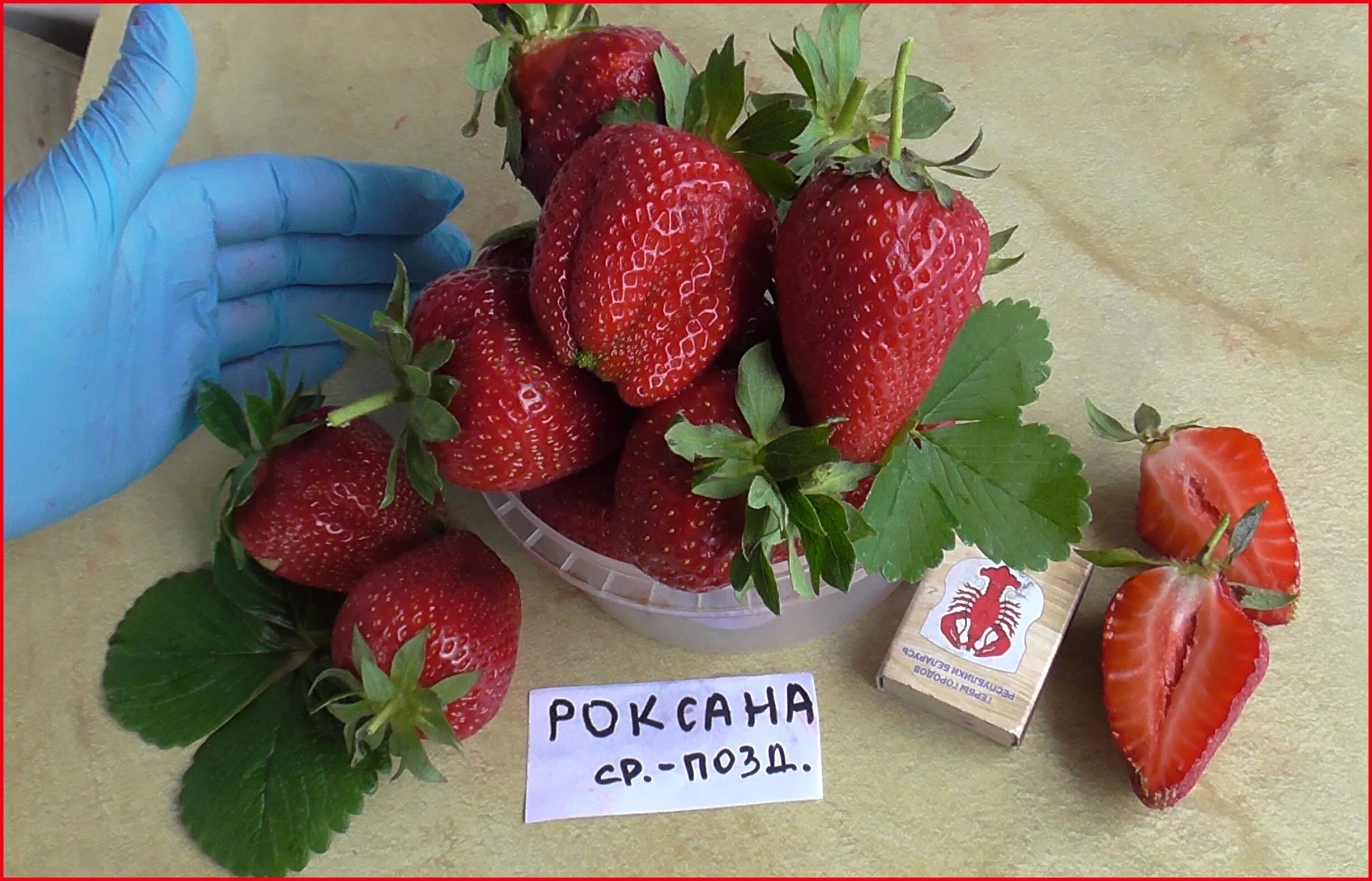 Клубника роксана фото отзывы садоводов Саженцы клубники Роксана в Минске. Купить рассаду клубники Роксана в Беларуси. К