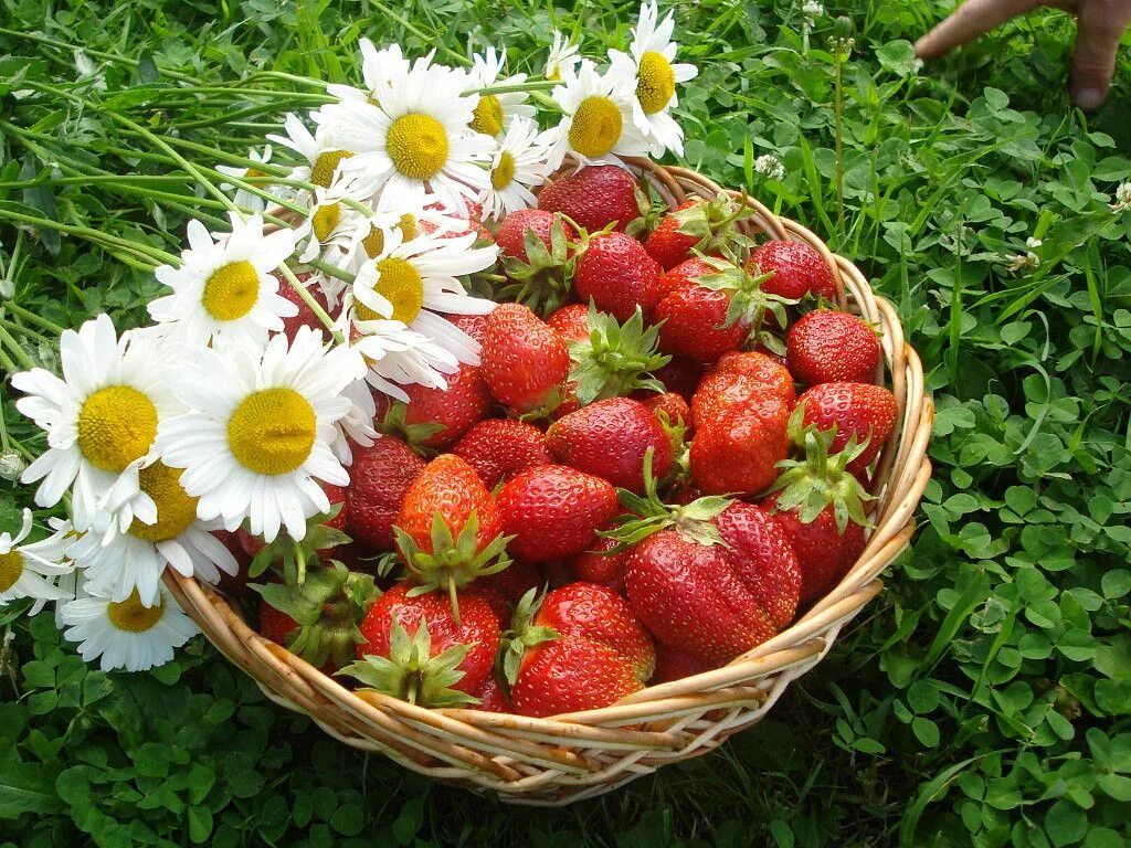 Клубника ромашка фото Pin von Irina Solovyova* auf Yummy (вкусняшки) Blüten, Essen, Pippi
