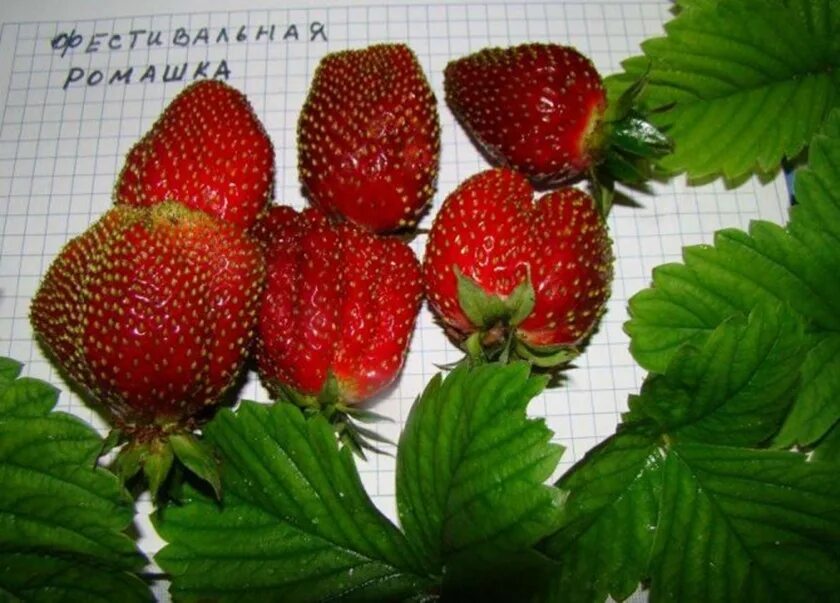 Клубника ромашка фото Клубника Фестивальная Ромашка