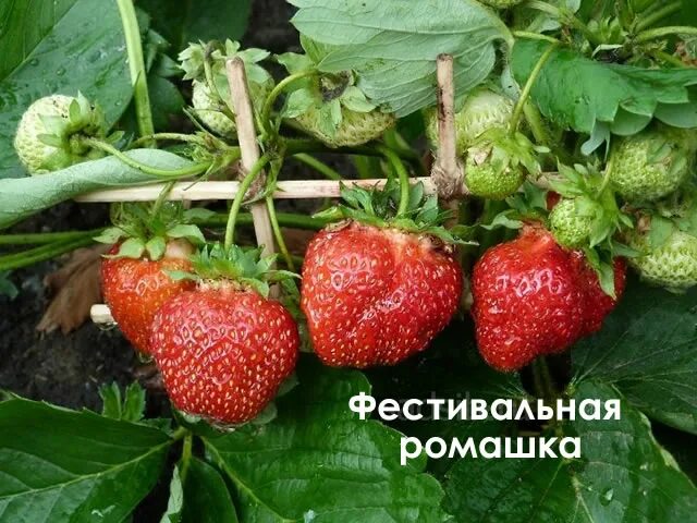 Клубника ромашка описание сорта фото Клубника сорт Фестивальная ромашка - описание, посадка, уход, отзывы