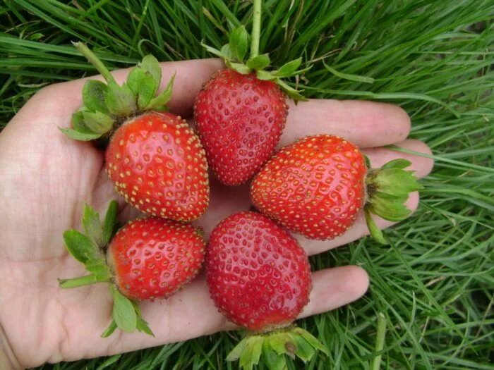 Клубника розовая описание сорта фото отзывы foto-3 Strawberry, Fruit