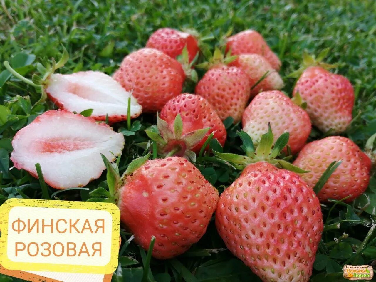 Клубника розовая описание сорта фото отзывы Ананасовая клубника eCookie.ru