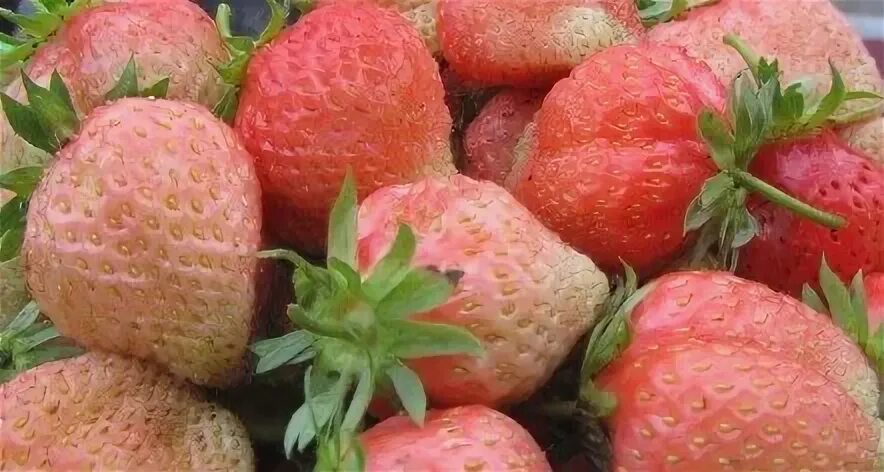 Клубника розовая описание сорта фото отзывы Клубника средне-ранний сорт Финская Розовая 5 шт