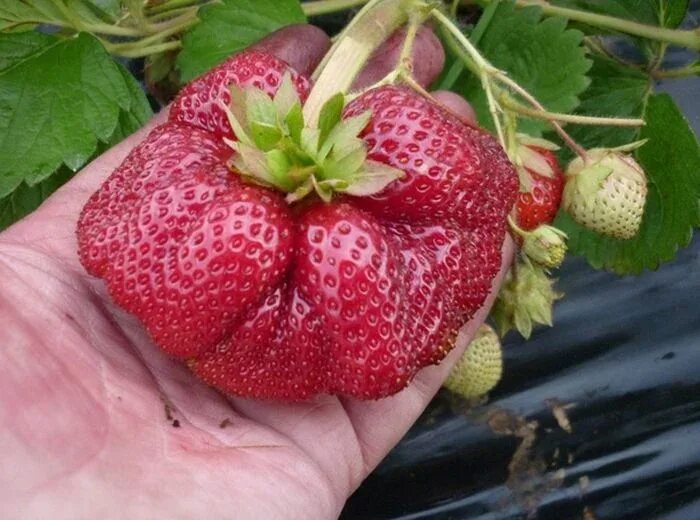 Клубника розовая описание сорта фото отзывы Купить саженцы Земляника Камрад Победитель в Москве и РФ. Описание сорта. Пункты