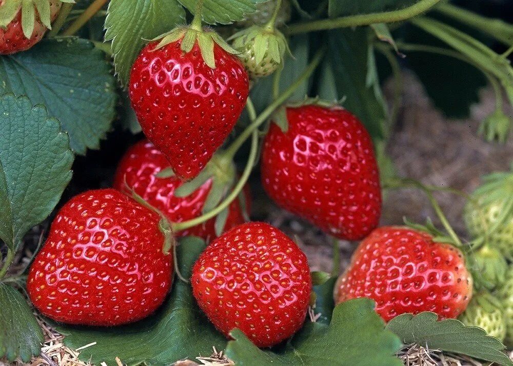 Клубника рубин фото Клубника "Rubis des Jardins"