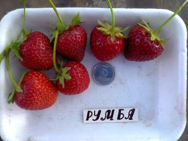 Клубника румба фото Клубника Румба: описание сорта, фото, отзывы Rumba, Fruit, Strawberry