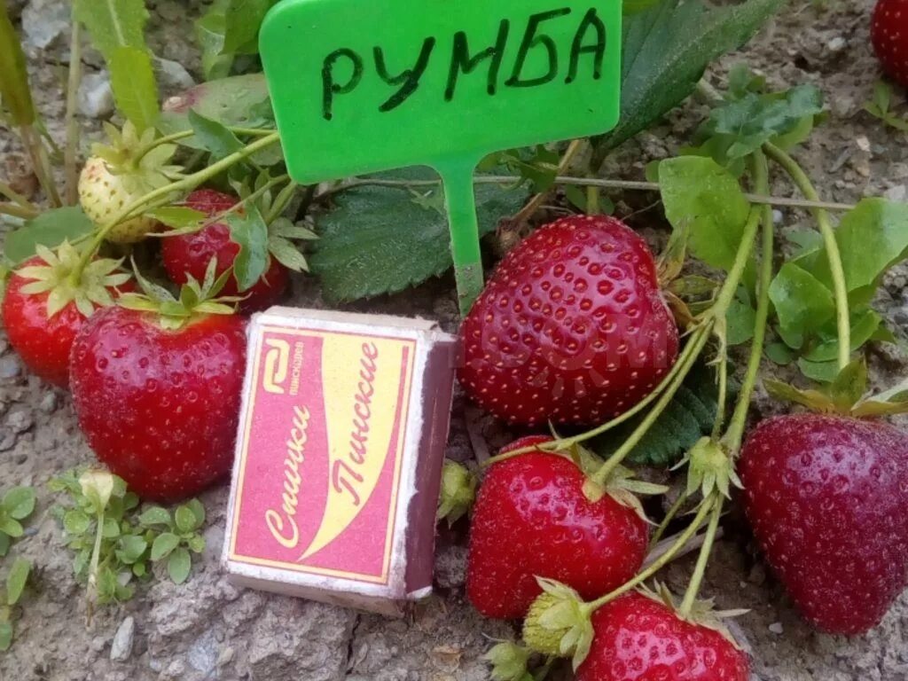 Клубника румба фото Купить рассаду клубники Румба за 0 руб. в интернет магазине Клубничная полянка