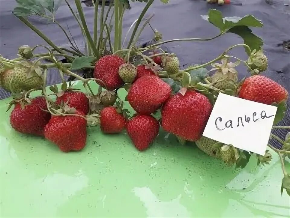 Клубника сальса фото описание Сальса - клубника, плодоношение в Ягодном подворье - YouTube