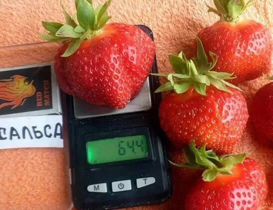 Клубника сальса фото описание Клубника Сальса саженцы купить в Москве и Подмосковье в питомнике