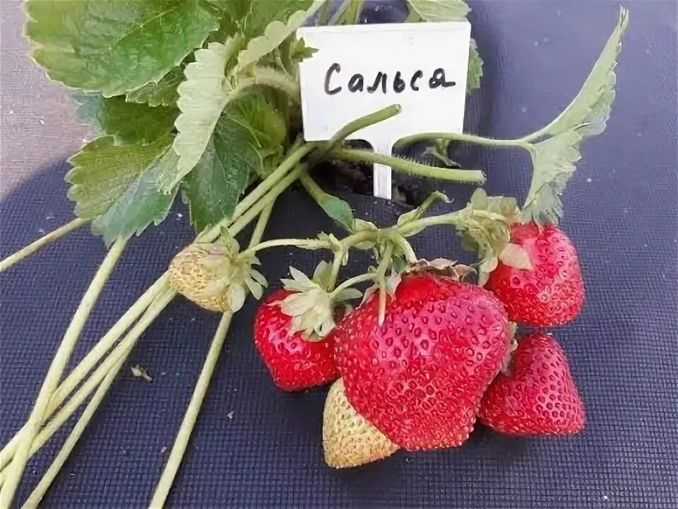 Клубника сальса фото описание Сальса - клубника, описание сорта (Голландский сорт) - YouTube
