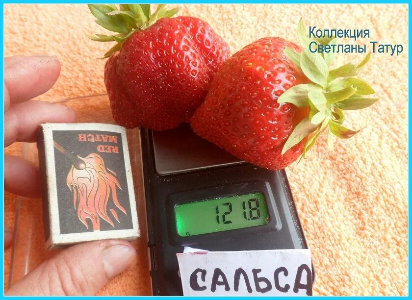 Клубника сальса фото описание Саженцы клубники Сальса купить в Минске и в Беларуси / Купить саженцы клубники С