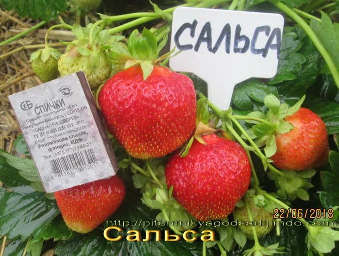 Клубника сальса фото описание Клубника сальса eCookie.ru