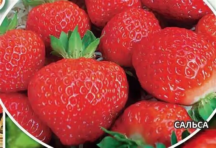 Клубника сальса фото описание Земляника садовая "Salsa", Сальса