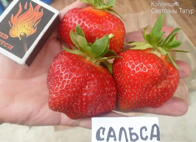 Клубника сальса фото описание Купить рассаду клубники Сальса за 295 руб. в интернет магазине Клубничная полянк
