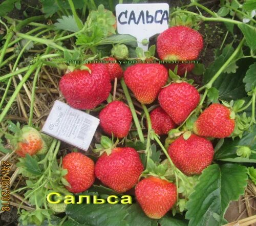 Клубника сальса фото описание Сальса