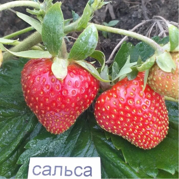 Клубника сальса фото описание Земляника Сальса