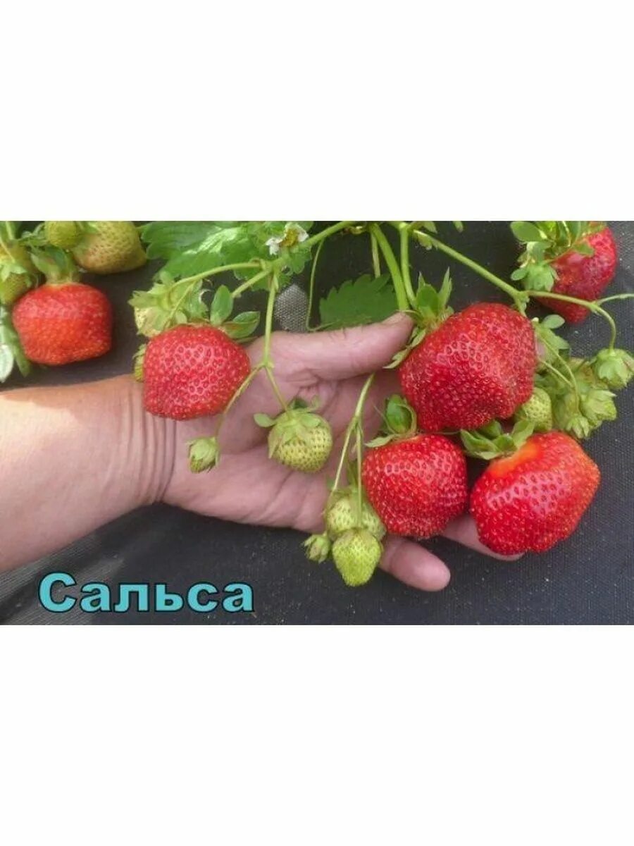 Клубника сальса фото описание Рассада и саженцы Саженец клубники Сальса 93244903 купить в интернет-магазине Wi