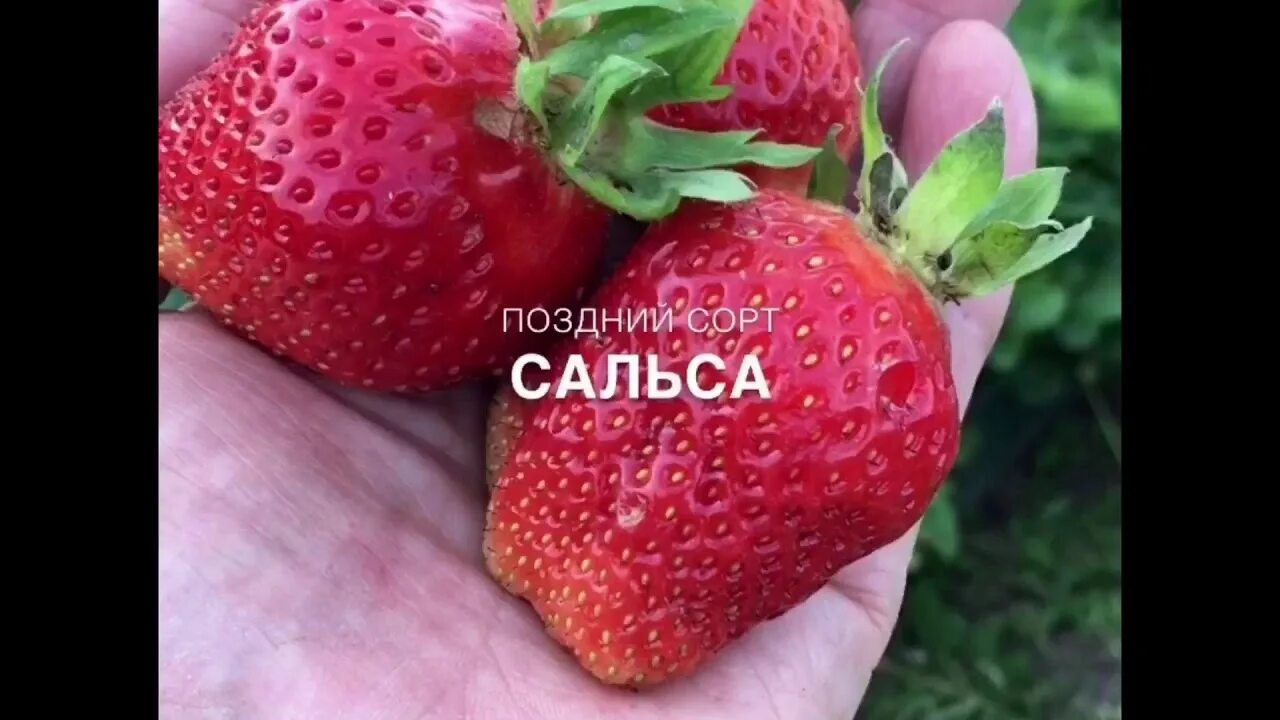 Клубника сальса фото описание Клубника Сальса, голландский среднепоздний сорт - YouTube