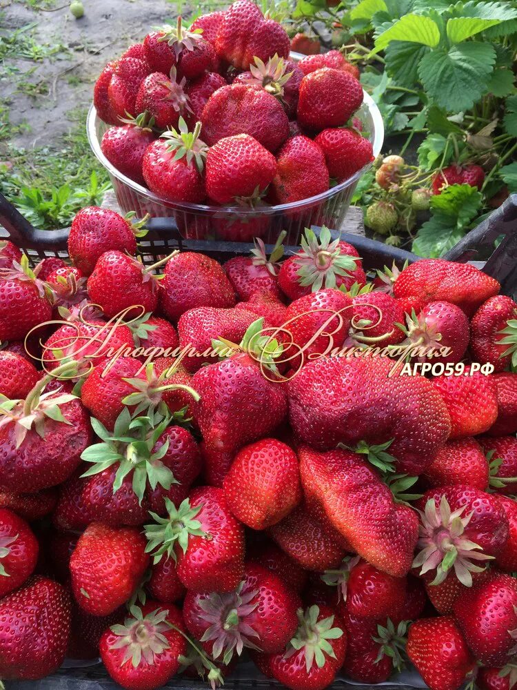 Клубника сальса фото описание ПОЗДНЯЯ КЛУБНИКА - ЛУЧШИЕ СОРТА КУПИТЬ в питомнике