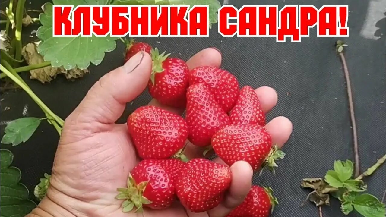 Клубника сандра фото и описание Клубника Сандра! Идеальный сорт для балаганов! - YouTube