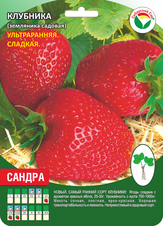 Клубника сандра фото и описание Купить Клубника Сандра А 10шт/пучок (Сиб сад) в АФ "Сибирский сад"